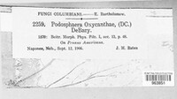 Podosphaera clandestina image